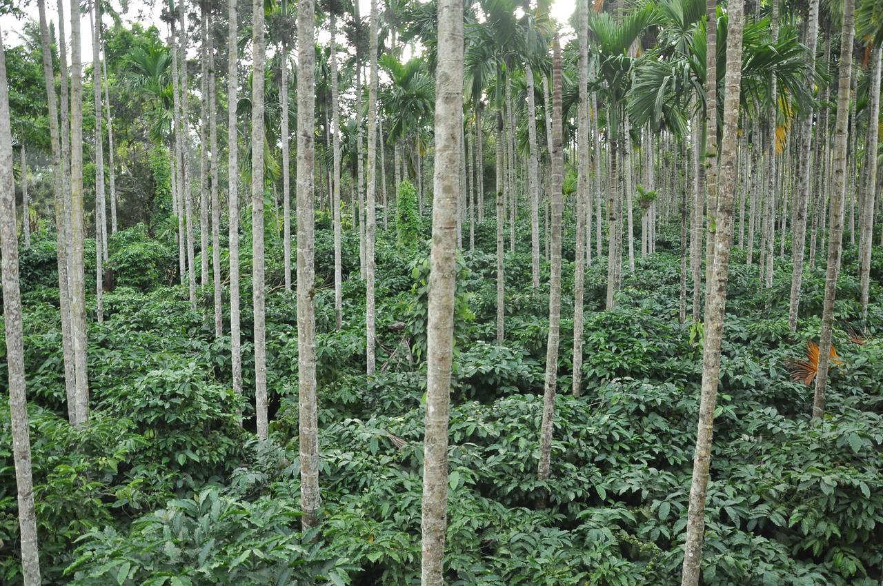 Vila The Casiita Coorg Kushālnagar Exteriér fotografie